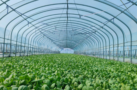 大棚種植弱電智能化提升了資源利用效率和勞動(dòng)生產(chǎn)率